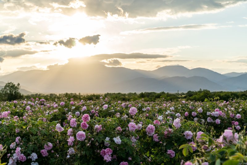 Bulgarische Kosmetik, Bulgarian Rose | Bulgarian Treasures