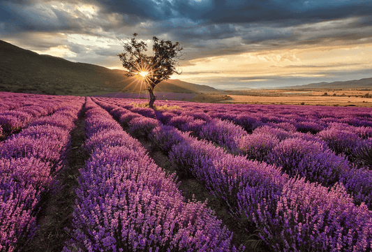sunrise-on-a-lavender-field-at-the-mountain-foot-jcc0ld5p9nv14xmc.png__PID:f64e31ca-ac30-4495-94f5-48fb832fcbf5