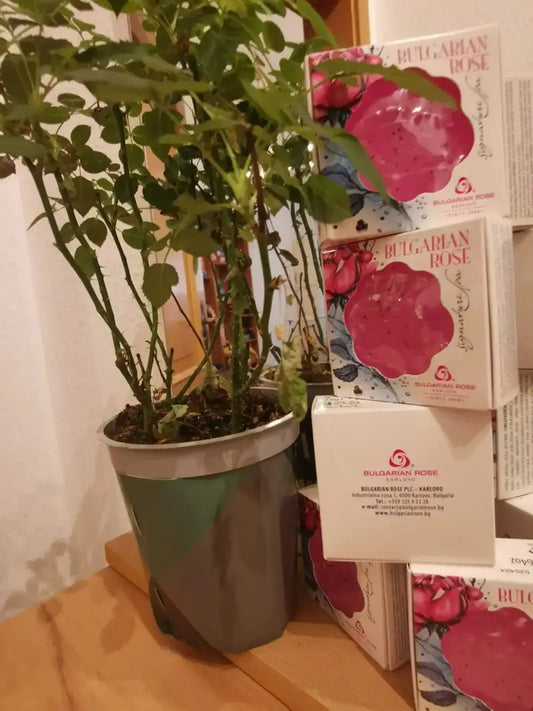 BULGARIAN ROSE SIGNATURE SPA | Glycerinseife rosa 80g - Bulgarian TreasuresSeifen und Salzekaloyan.georgiev99