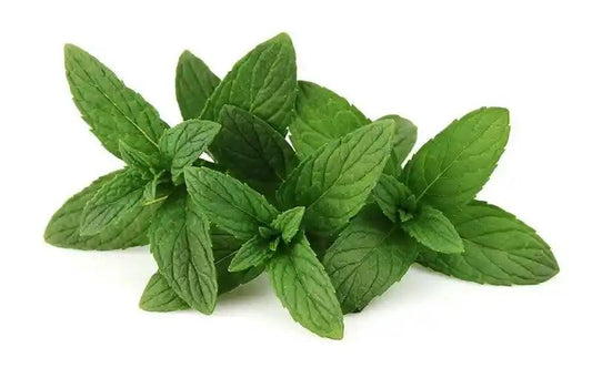 Bioset Krauseminze 40g