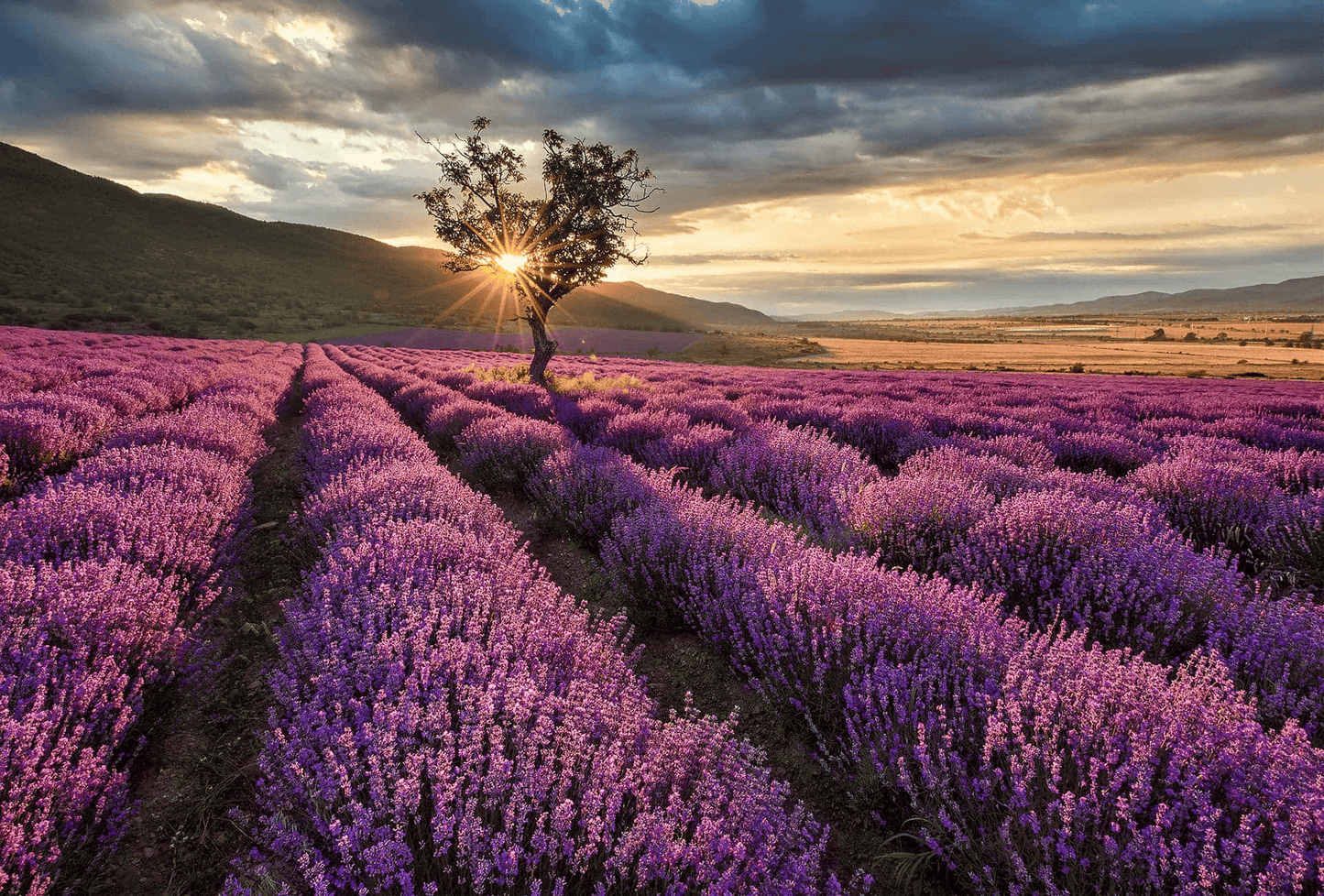 sunrise-on-a-lavender-field-at-the-mountain-foot-jcc0ld5p9nv14xmc.png__PID:f64e31ca-ac30-4495-94f5-48fb832fcbf5