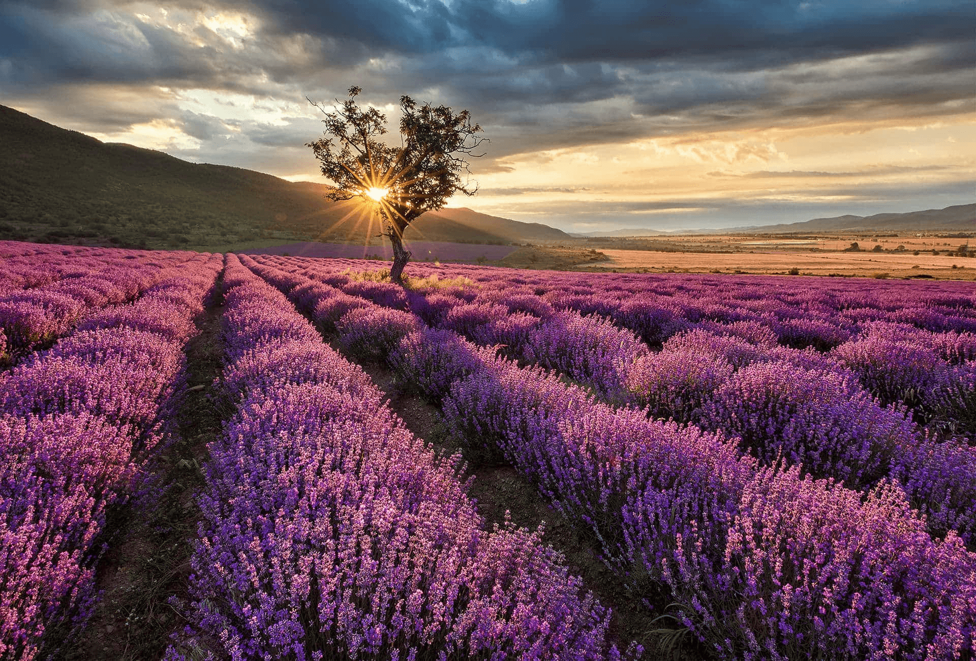 sunrise-on-a-lavender-field-at-the-mountain-foot-jcc0ld5p9nv14xmc.png__PID:f64e31ca-ac30-4495-94f5-48fb832fcbf5